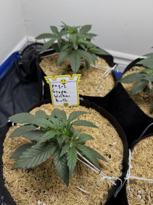 G.W.K. Organic Run. Week 3