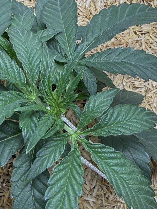 G.W.K. Organic Run. Week 3