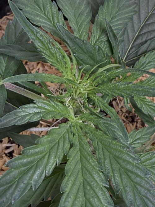 G.W.K. Organic Run. Week 3