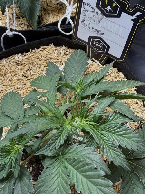 Gold Glue Organic Run. Week 3