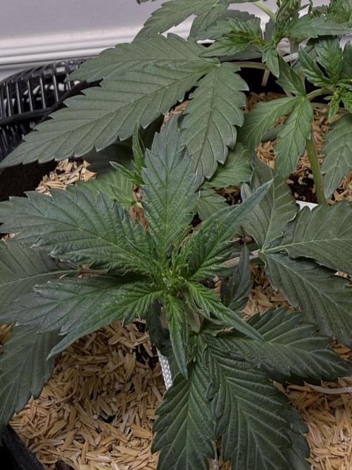 Gold Glue Organic Run. Week 3