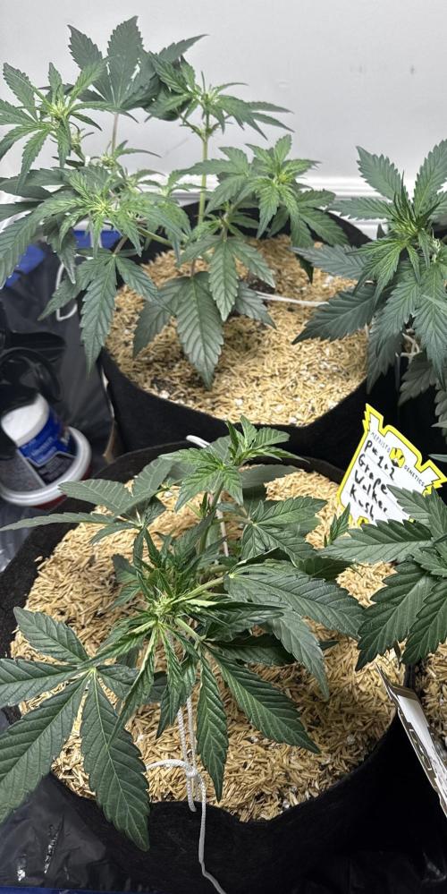 G.W.K. Organic Run. Week 4 - Feb 2