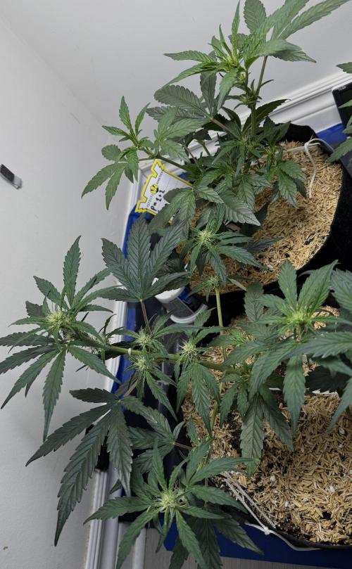 G.W.K. Organic Run. Week 4 - Feb 5