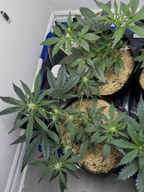 G.W.K. Organic Run. Week 4 - Feb 5