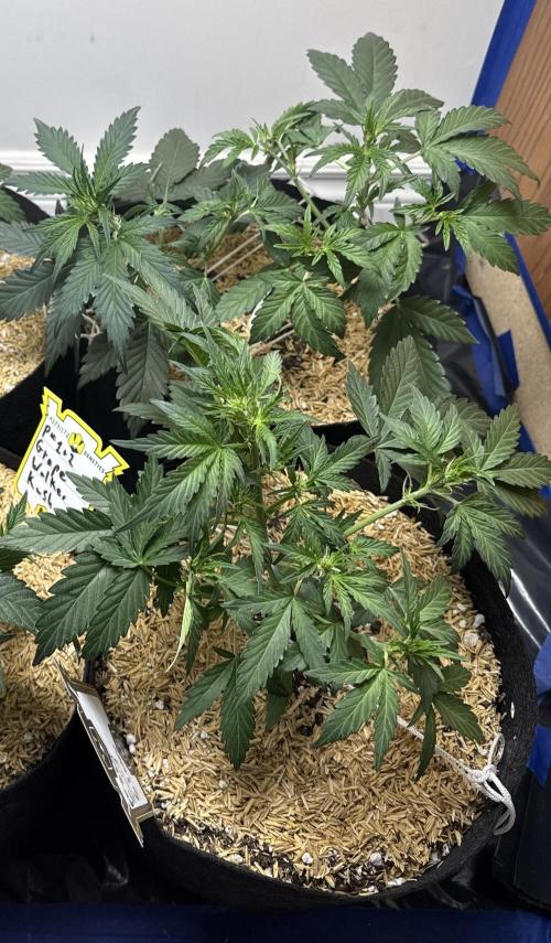 Gold Glue Organic Run. Week 4 - Feb 2