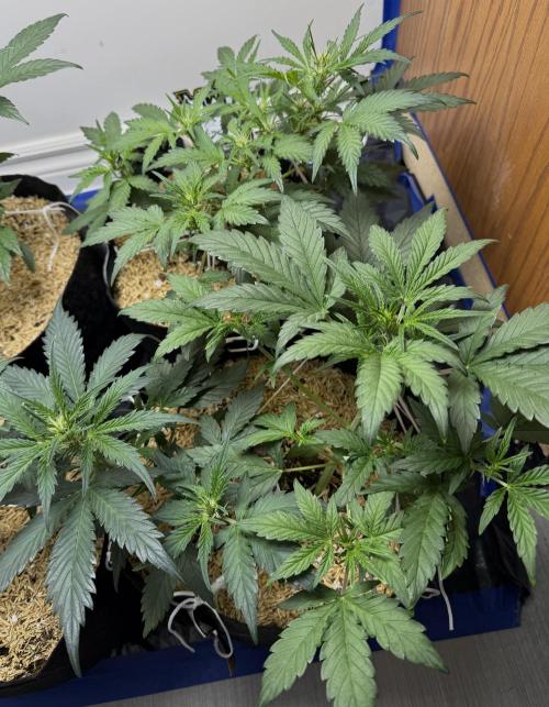 Gold Glue Organic Run. Week 4 - Feb 5