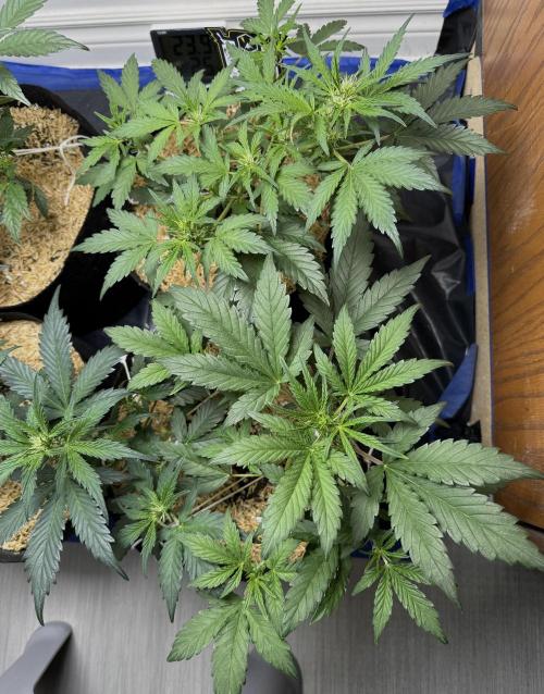 Gold Glue Organic Run. Week 4 - Feb 5