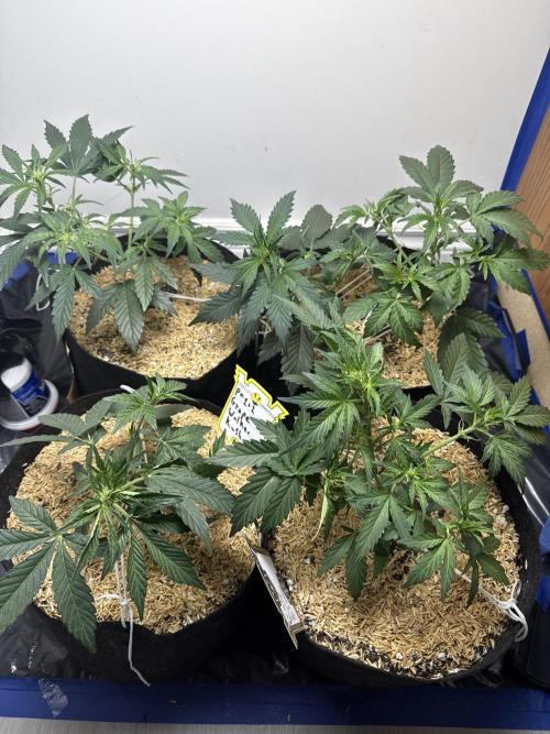 Gold Glue Organic Run. Week 4