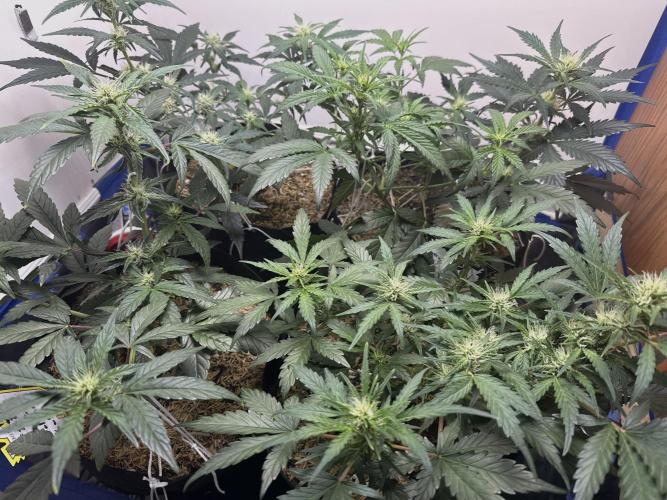 Gold Glue Organic Run. Week 5