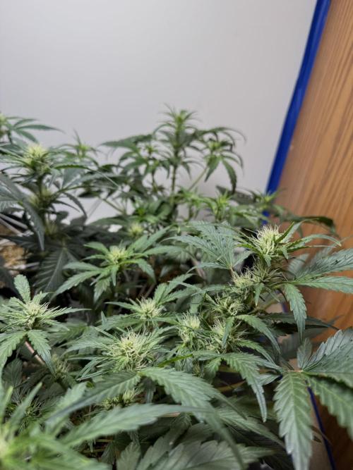 Gold Glue Organic Run. Week 5