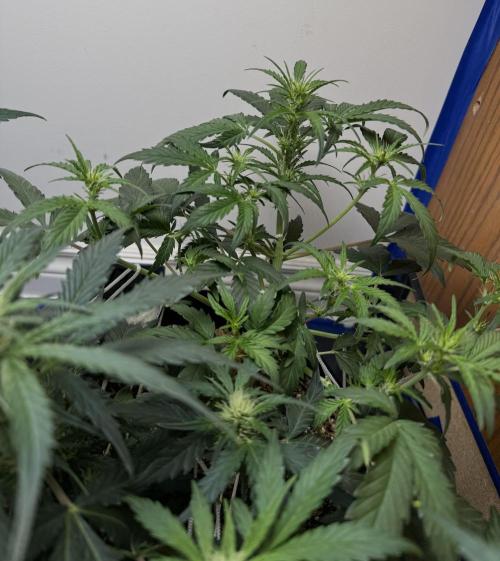 Gold Glue Organic Run. Week 5