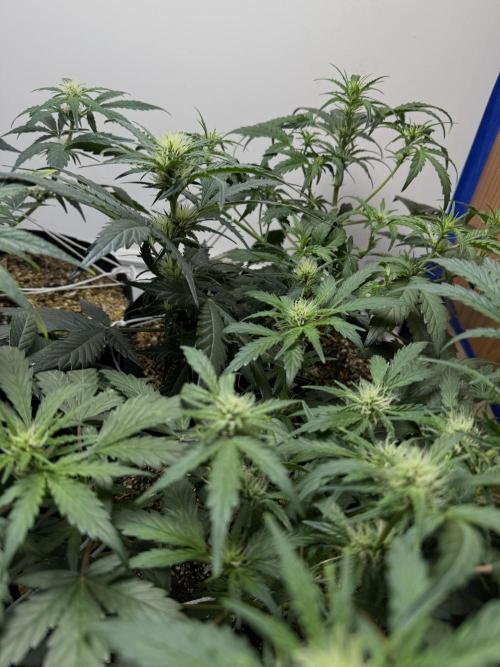 Gold Glue Organic Run. Week 5