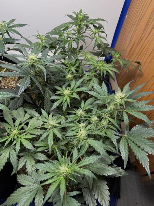 Gold Glue Organic Run. Week 5