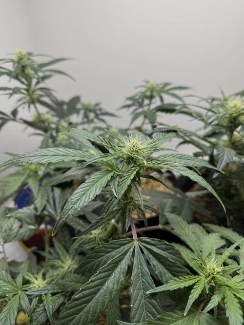 G.W.K. Organic Run. Week 5