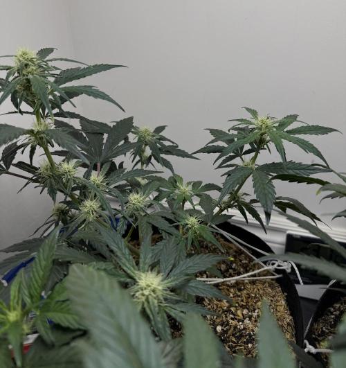 G.W.K. Organic Run. Week 5