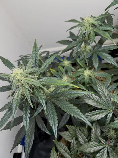 G.W.K. Organic Run. Week 6