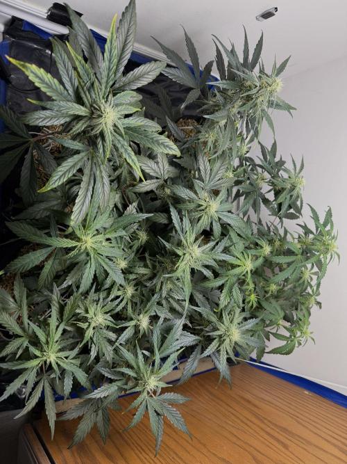 G.W.K. Organic Run. Week 6