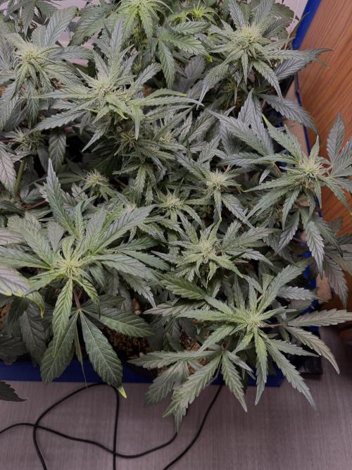 Gold Glue Organic Run. Week 6