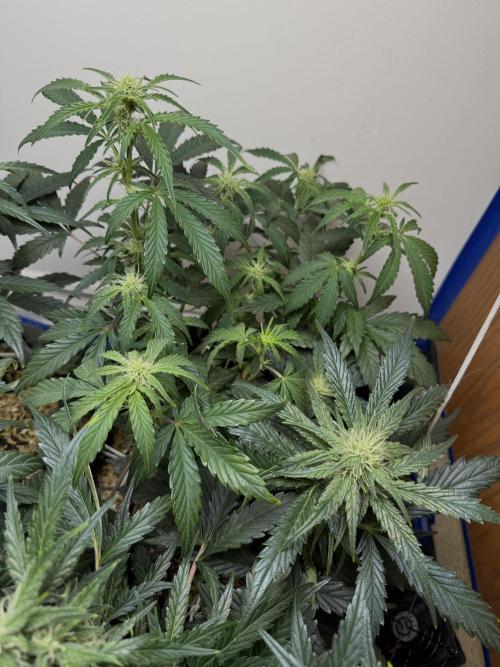 Gold Glue Organic Run. Week 6