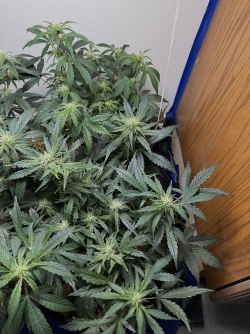 Gold Glue Organic Run. Week 6