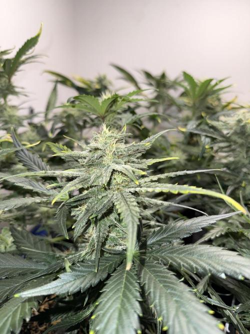 Gold Glue Organic Run. Week 7