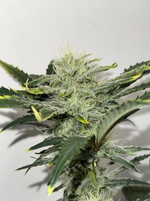 Gold Glue Organic Run. Week 7