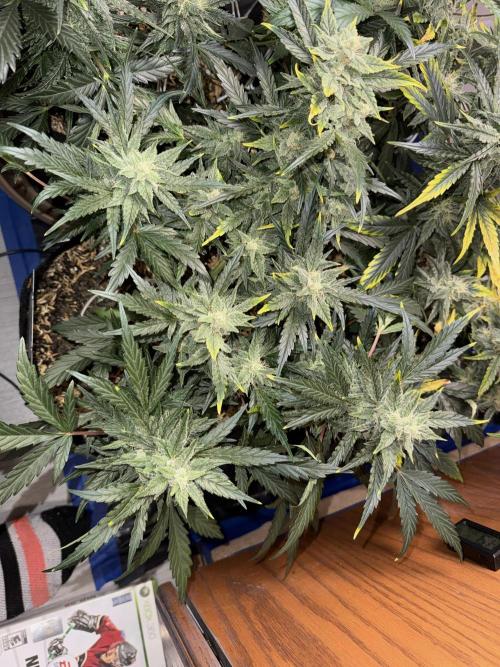 Gold Glue Organic Run. Week 7