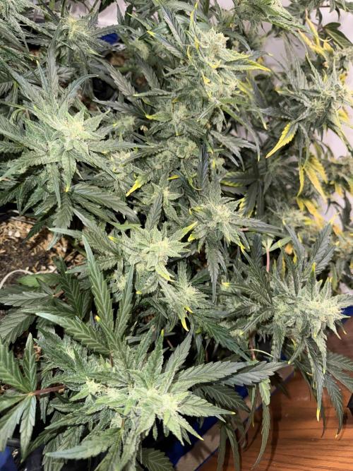 Gold Glue Organic Run. Week 7