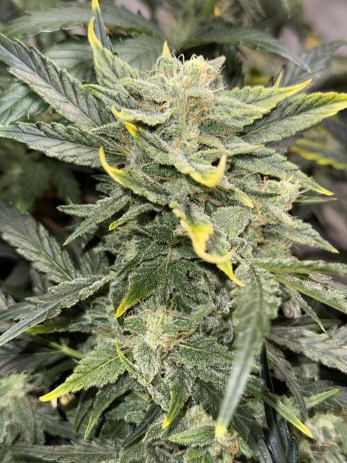 Gold Glue Organic Run. Week 7