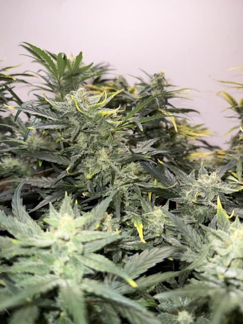 Gold Glue Organic Run. Week 7