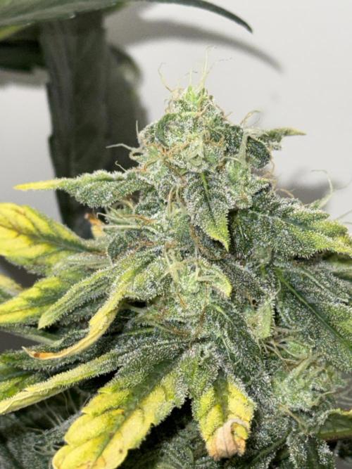 G.W.K. Organic Run. Week 7