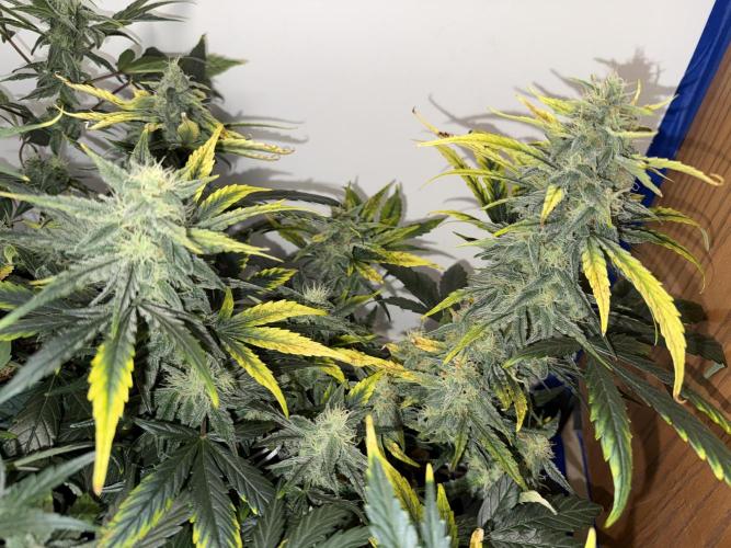 G.W.K. Organic Run. Week 7