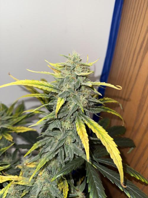 G.W.K. Organic Run. Week 7