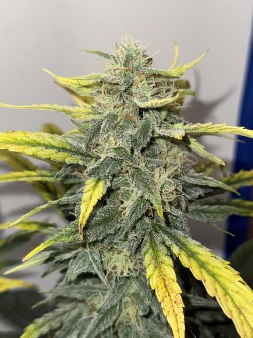 G.W.K. Organic Run. Week 7