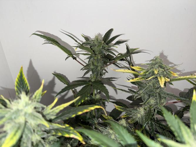 G.W.K. Organic Run. Week 7