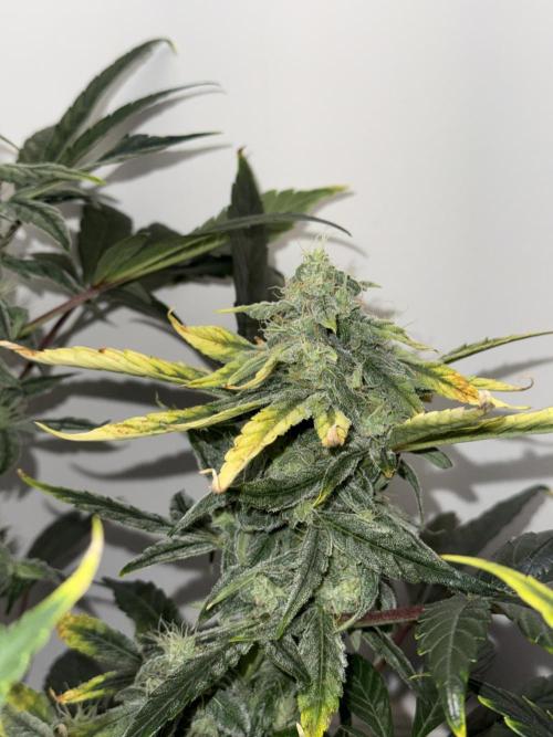 G.W.K. Organic Run. Week 7