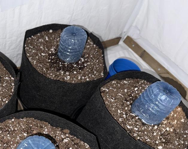 More Organic Autos: MW x GWK (Freebie). Week 0 - March 1st, popped and planted.