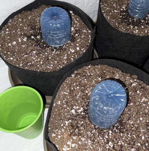 Gold Glue Organic Run AGAIN. Week 0 - March 1 
popped and planted