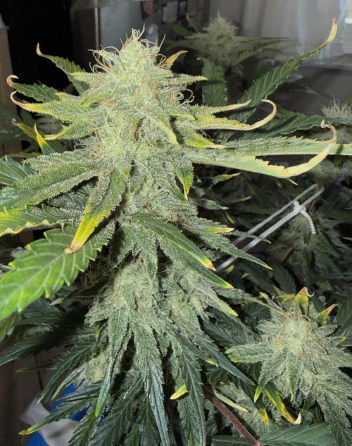 Gold Glue Organic Run. Week 8