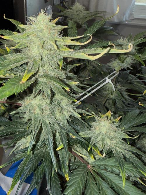 Gold Glue Organic Run. Week 8