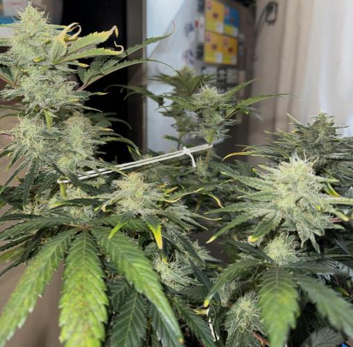 Gold Glue Organic Run. Week 8