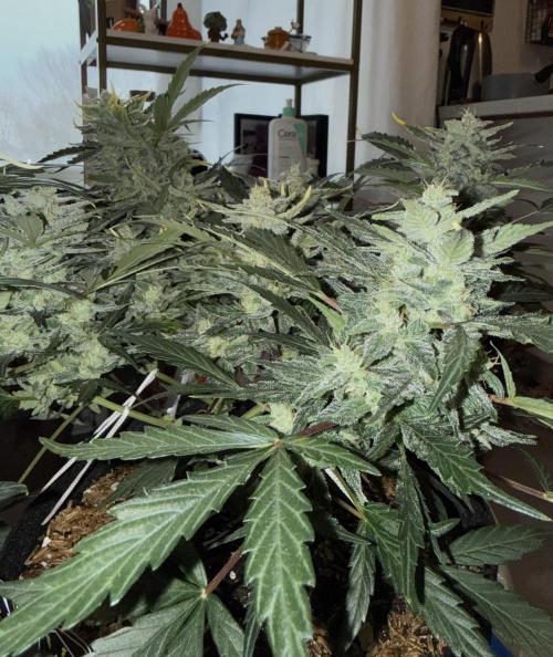 Gold Glue Organic Run. Week 8