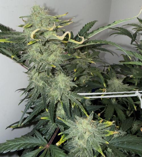 Gold Glue Organic Run. Week 8