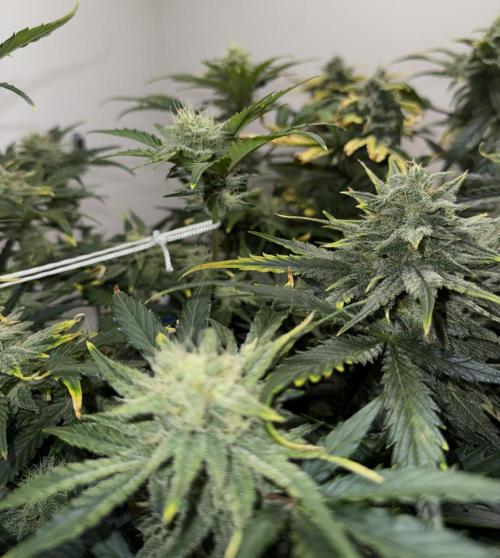 Gold Glue Organic Run. Week 8