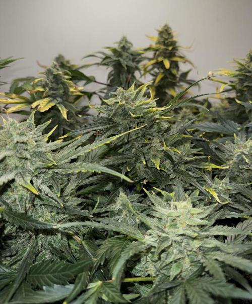 Gold Glue Organic Run. Week 8