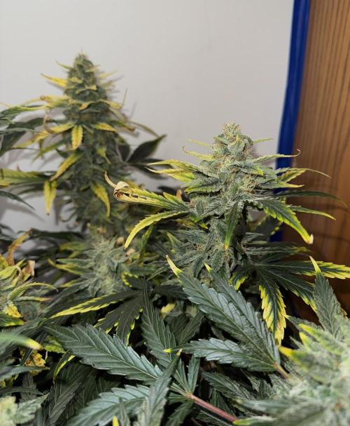 G.W.K. Organic Run. Week 8