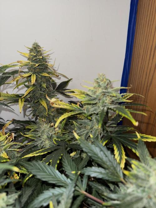 G.W.K. Organic Run. Week 8