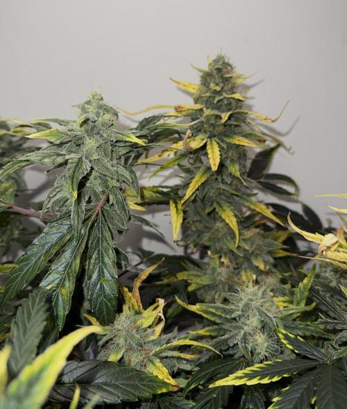 G.W.K. Organic Run. Week 8