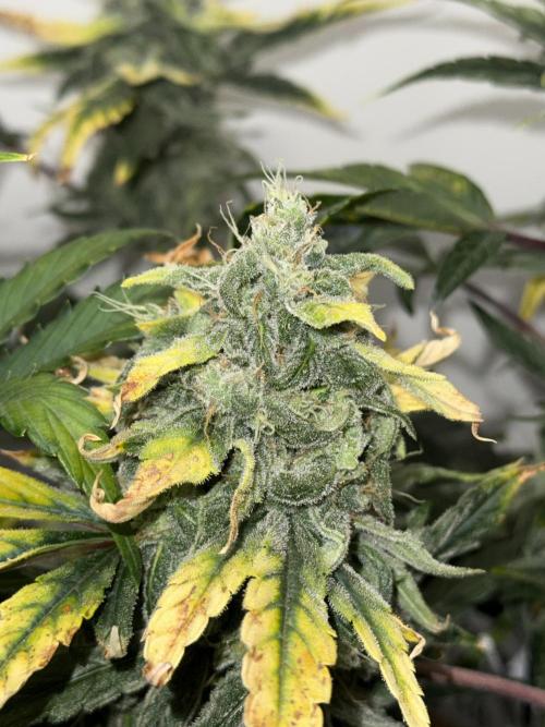 G.W.K. Organic Run. Week 8