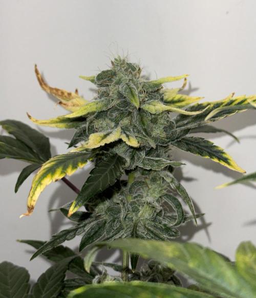G.W.K. Organic Run. Week 8